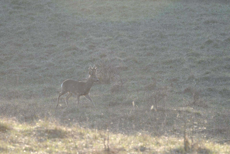 Il Capriolo